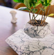Elegant Levitating Planter for Home Décor TrendyZone